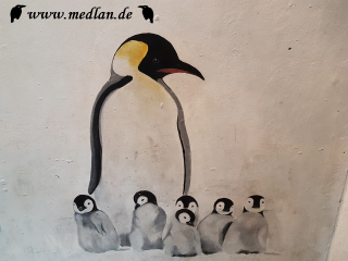 Zoo / Pinguin Bild